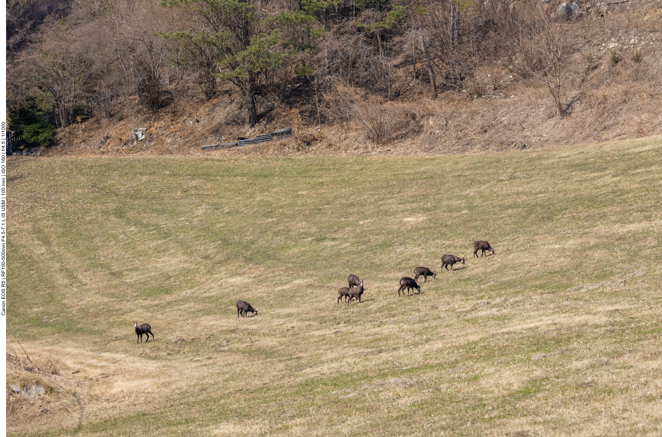 Auf einer Lichtung sehen wir einige G&auml;msen grasen