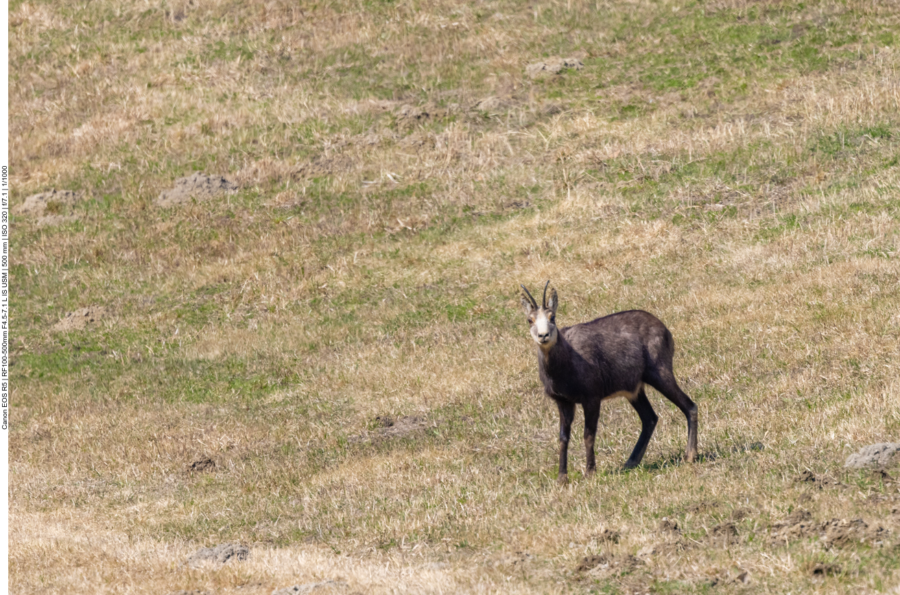 ... und so schauen die Tiere immer mal nach uns ...