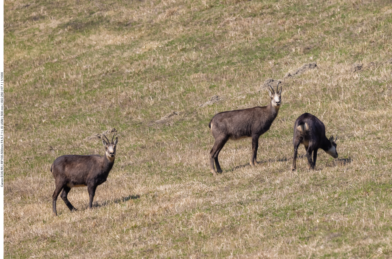 Das Gras scheint zu schmecken