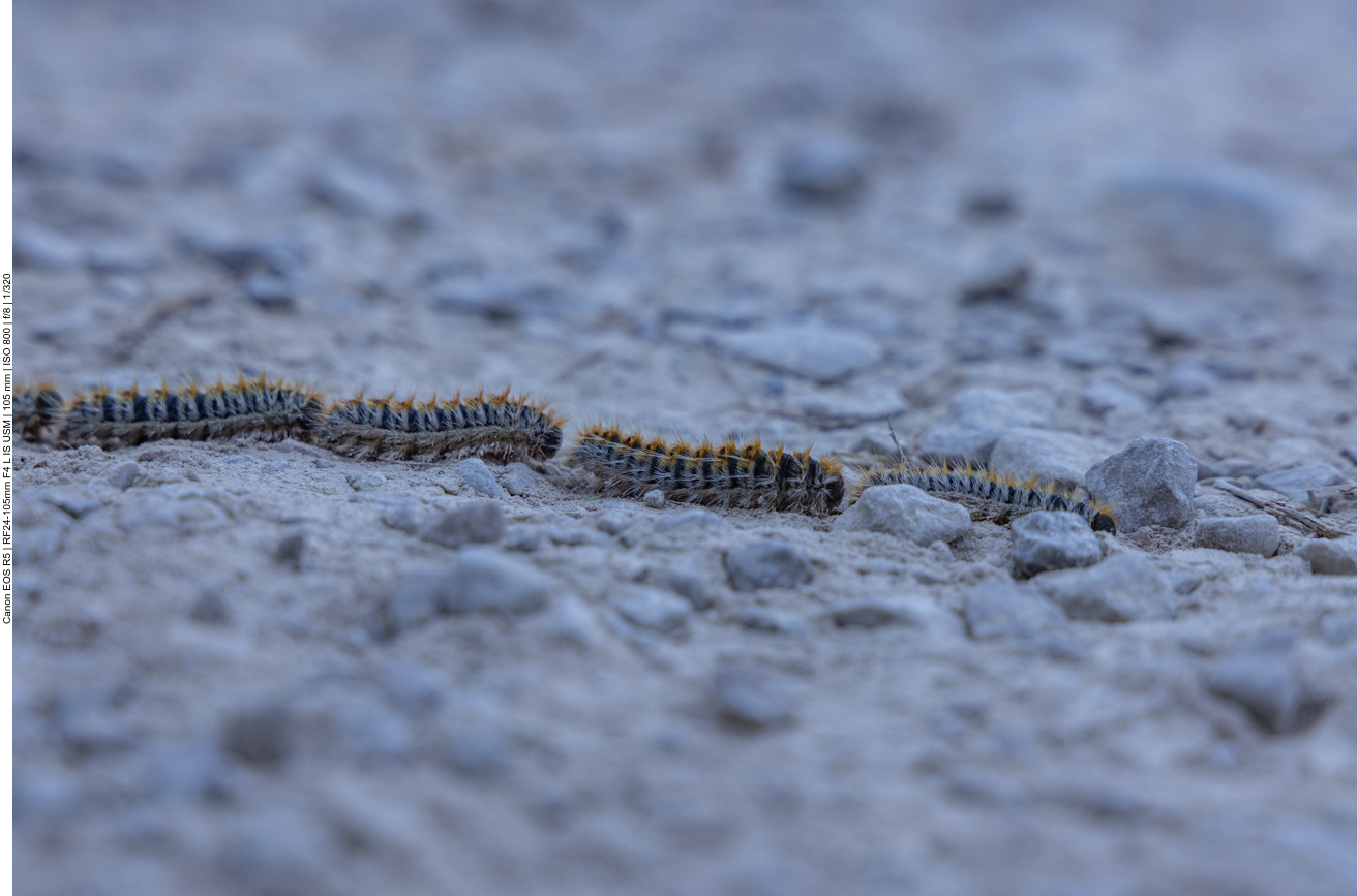 Hier einige dieser Exemplare