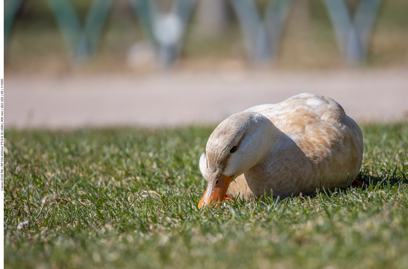 Ente an der Strandpromenade