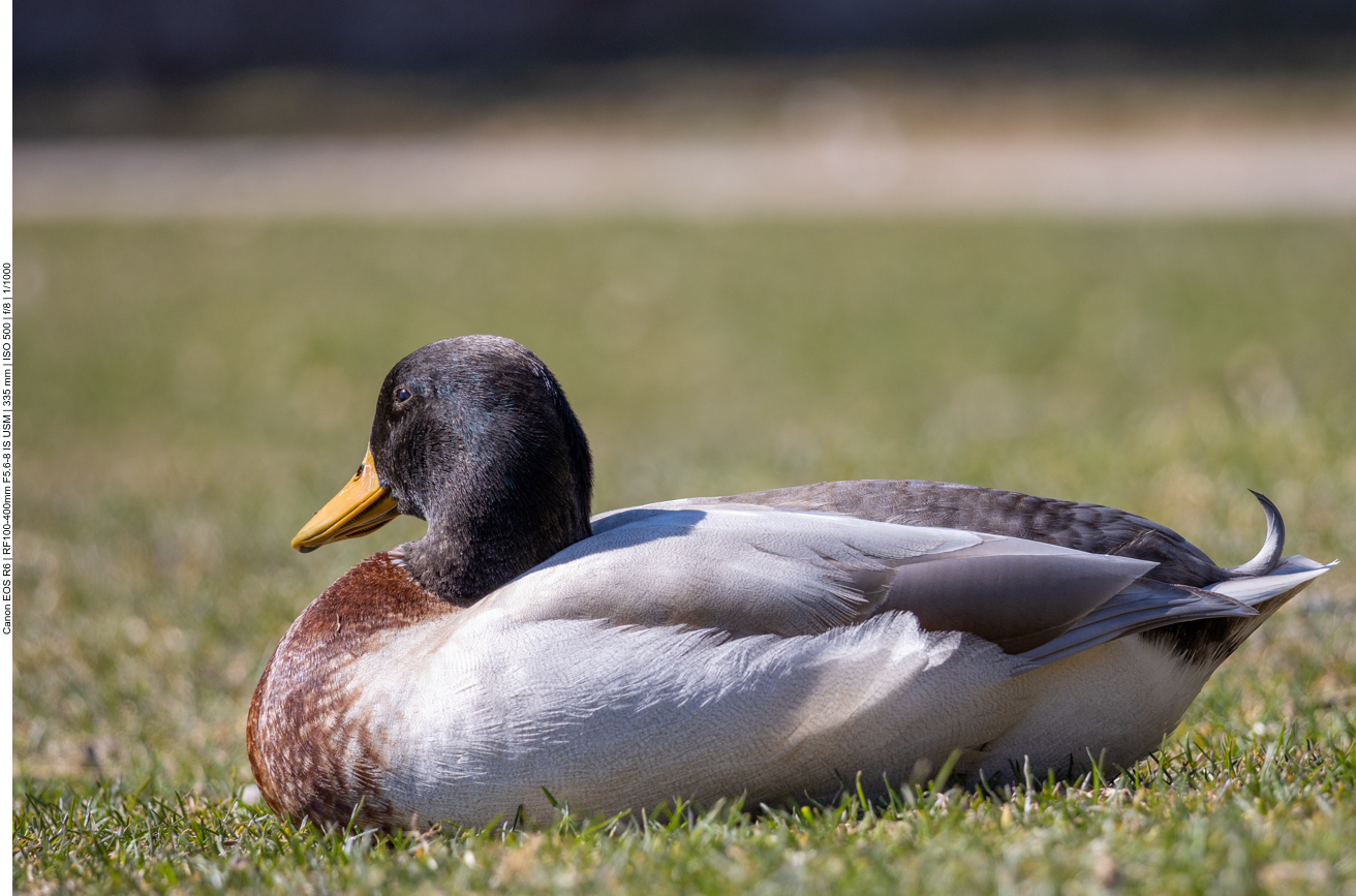 Erpel an der Strandpromenade