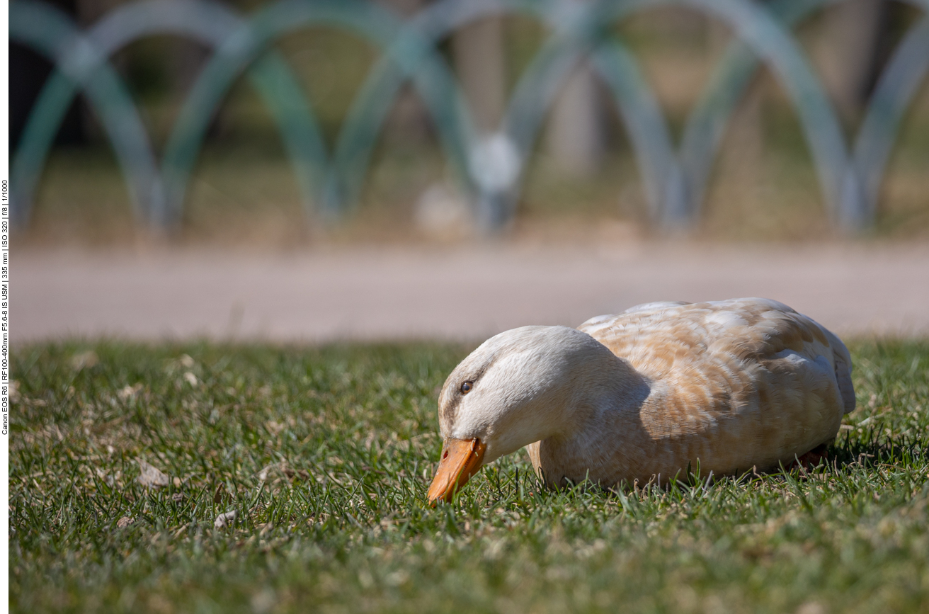 Hier wird im Liegen gefuttert ...
