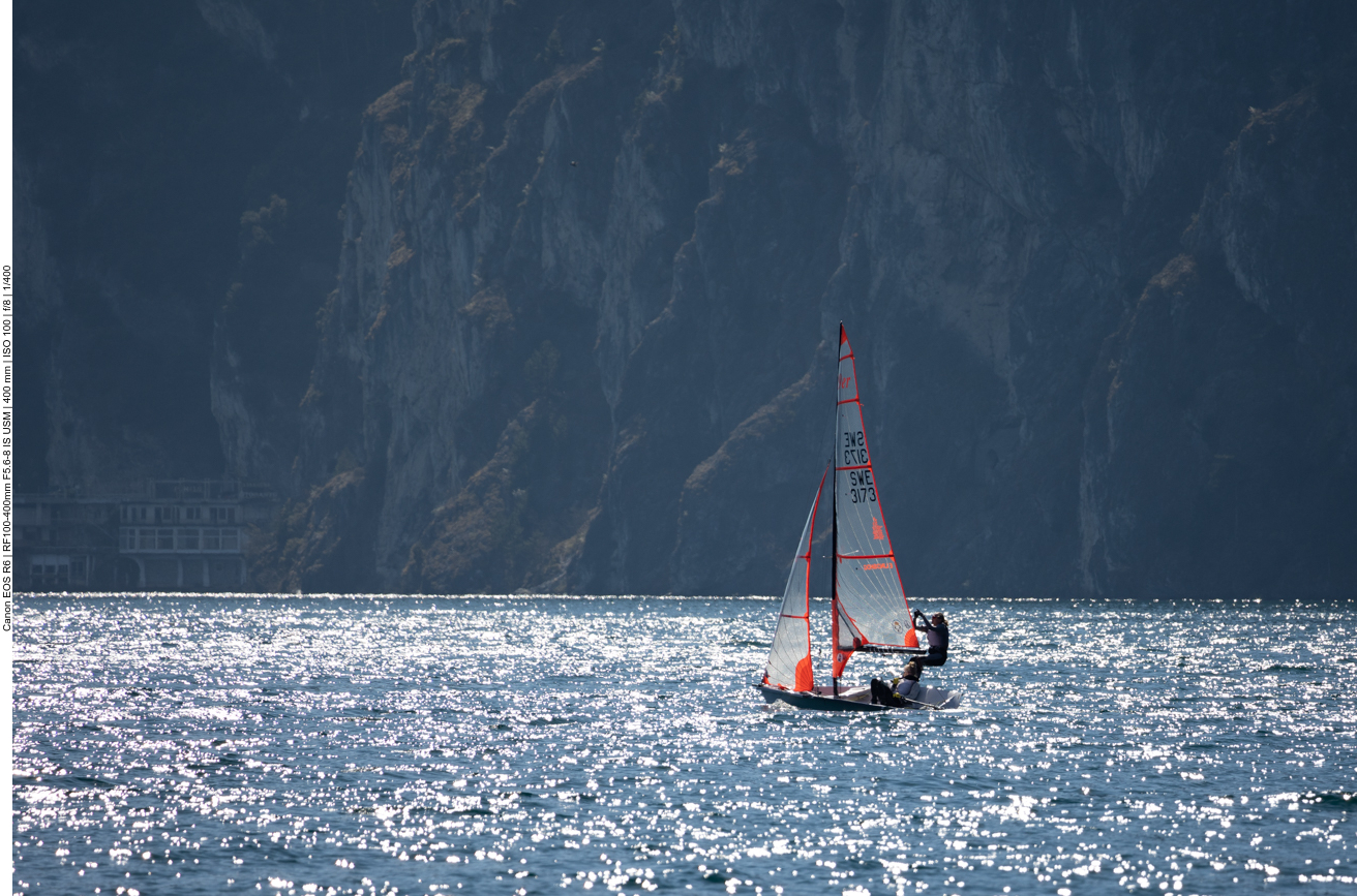 Vermutlich eine Goldrute