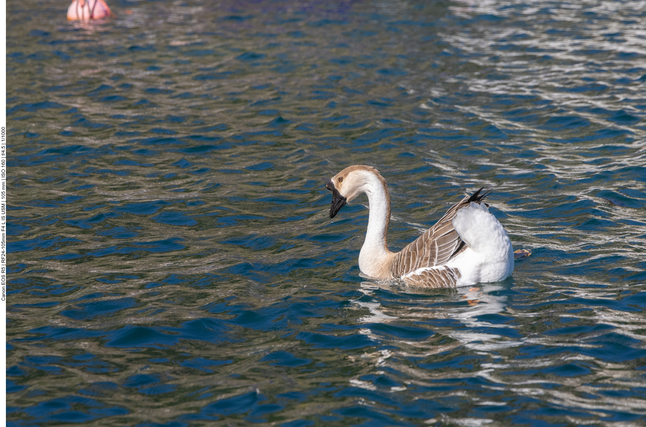 Junger H&ouml;ckerschwan