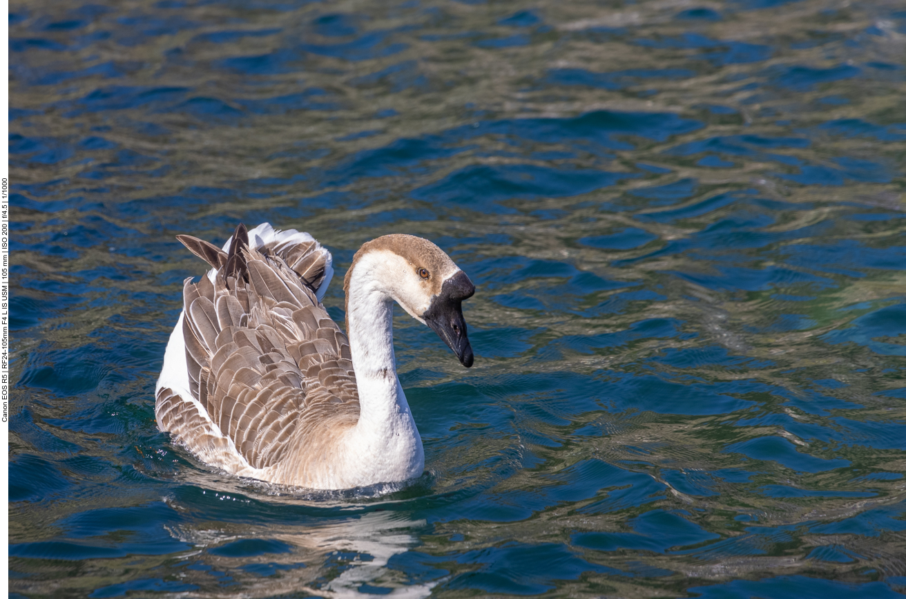 Junger H&ouml;ckerschwan