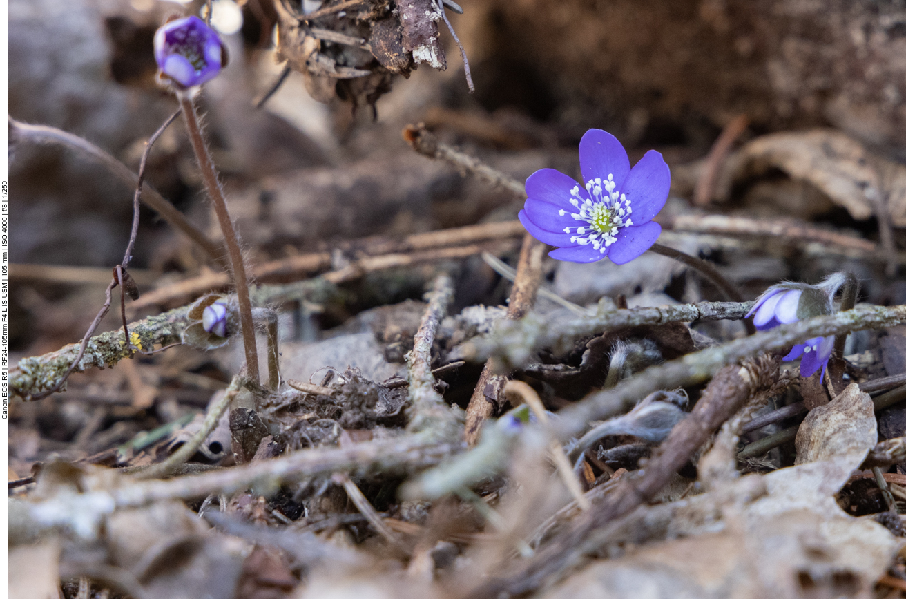 Leberbl&uuml;mchen [Hepatica nobilis]