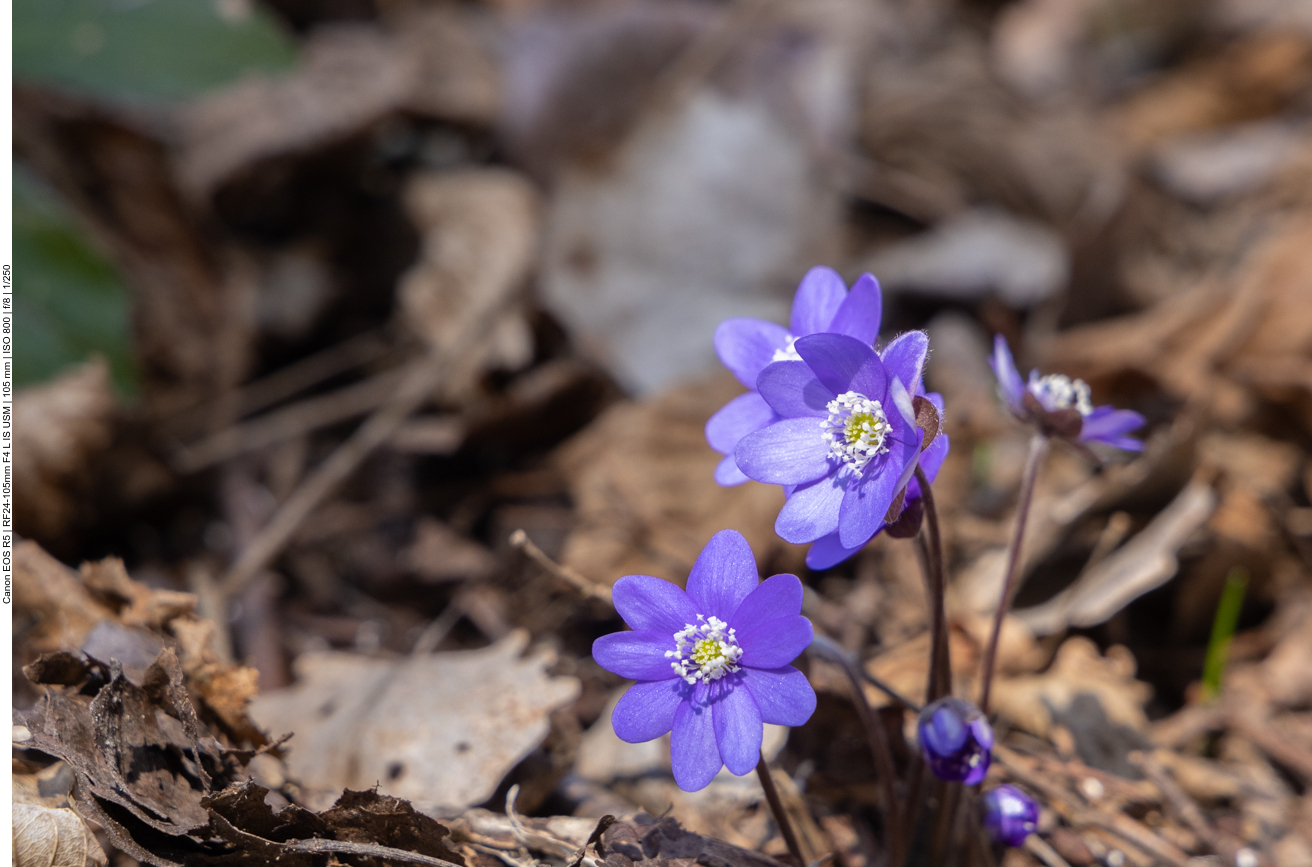 Weitere Leberblümchen