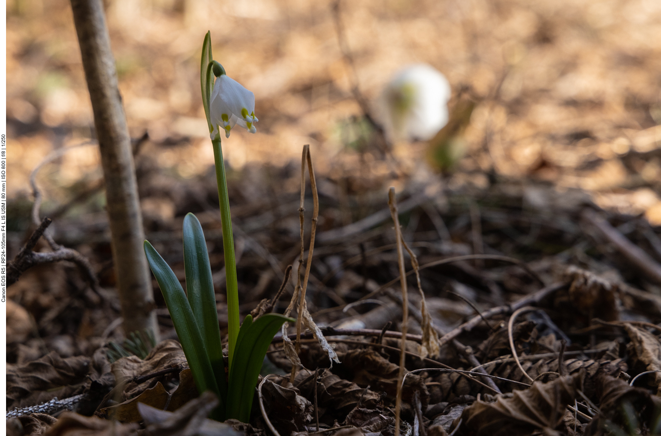 Schneerose [Helleborus niger] meist Christrose oder auch Schwarze Nieswurz genannt
