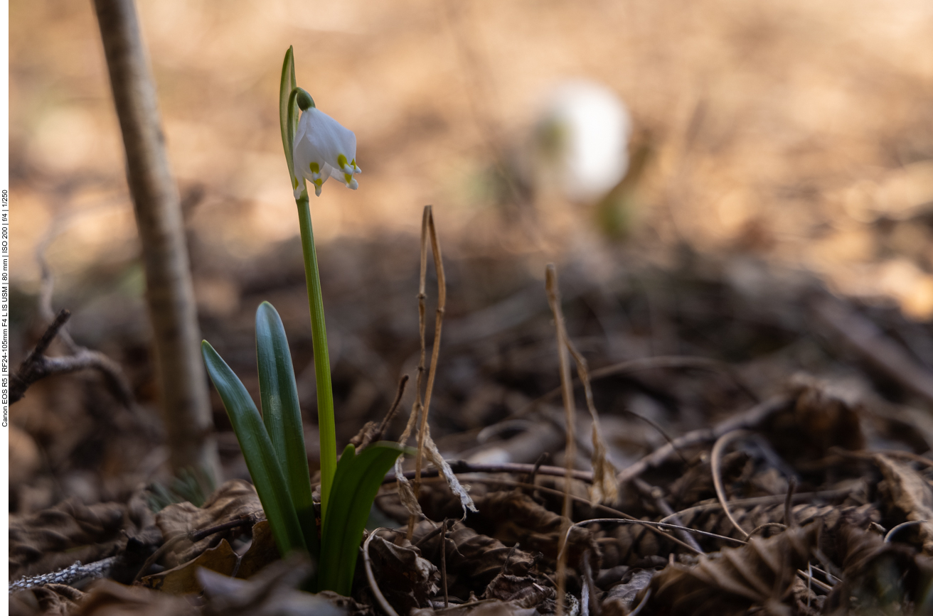 Fr&uuml;hlings-Knotenblume [Leucojum vernum] auch M&auml;rzenbecher genannt