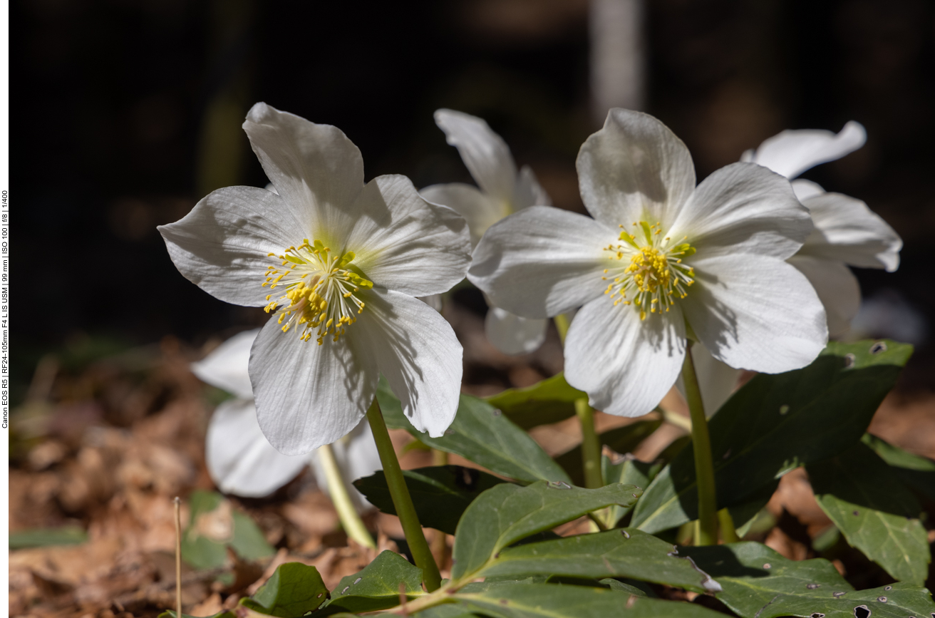 Schneerosen (immer noch)