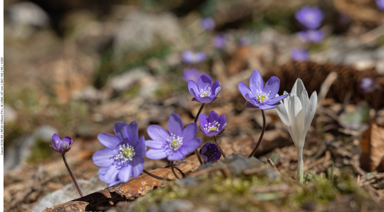 Viele Leberblümchen am Wegesrand
