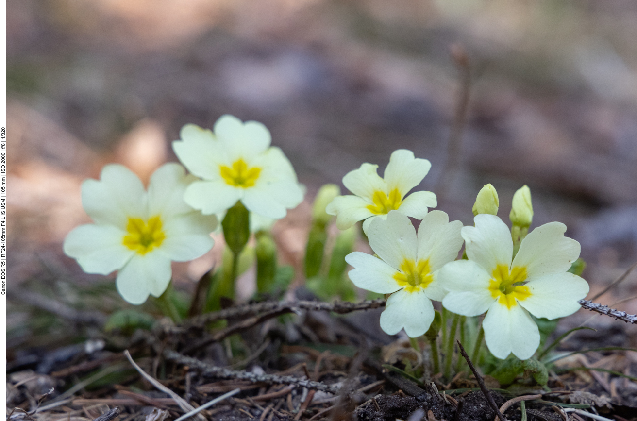 St&auml;ngellose Schl&uuml;sselblume [Primula vulgaris] ...