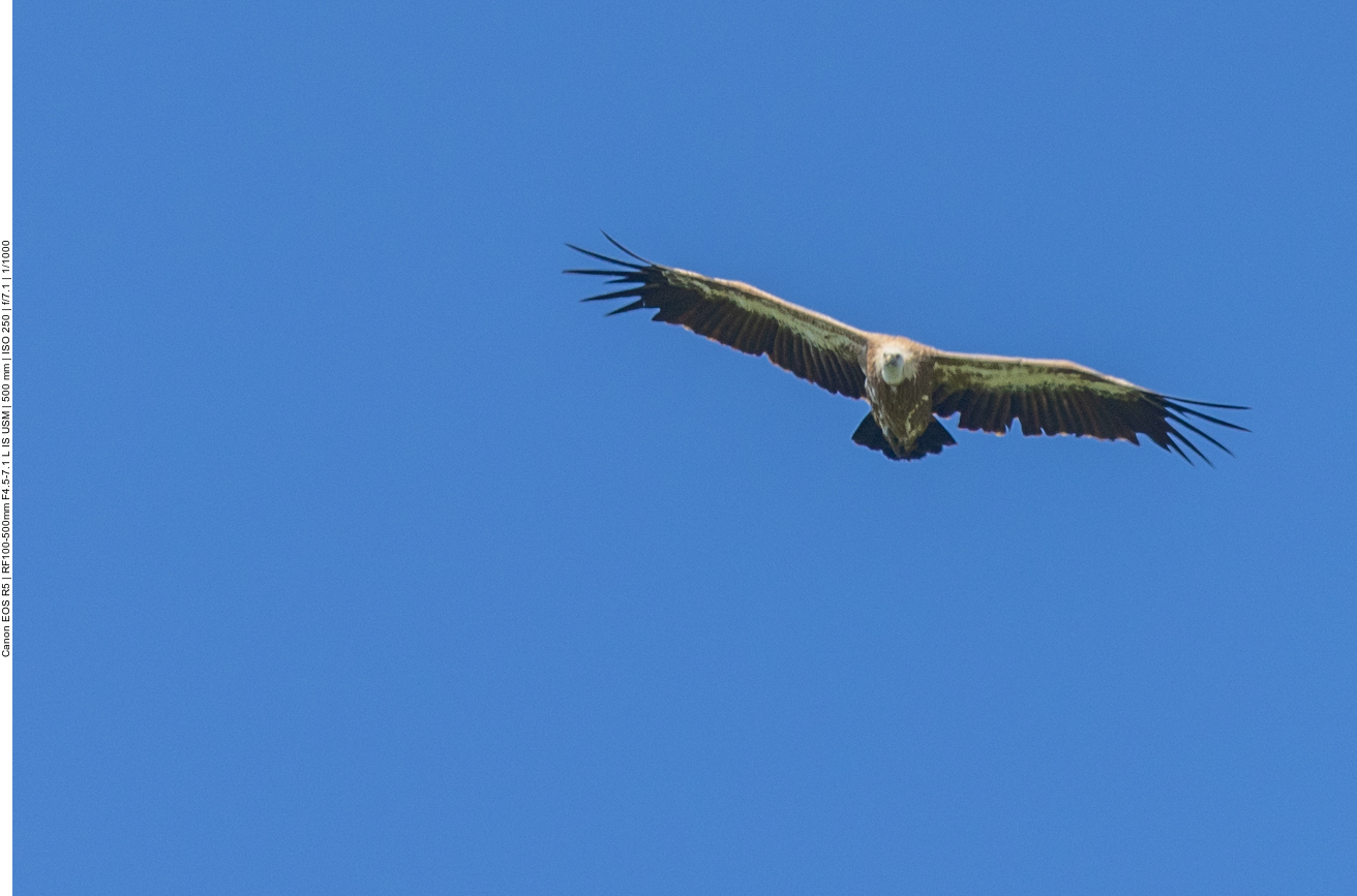 In Beli gibt es ein Zentrum zum Schutz dieser Tiere