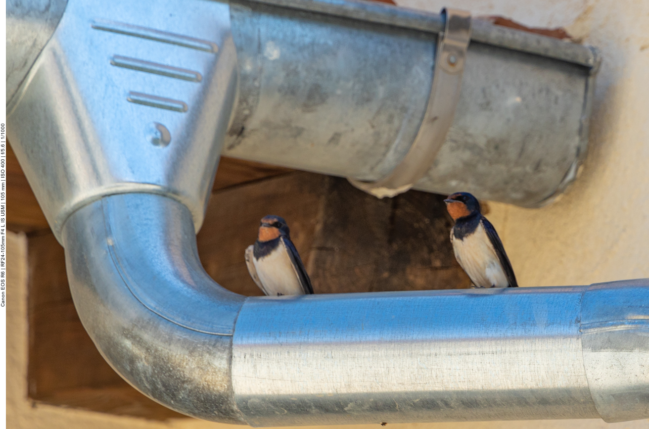 Rauchschwalben auf Regenrohr