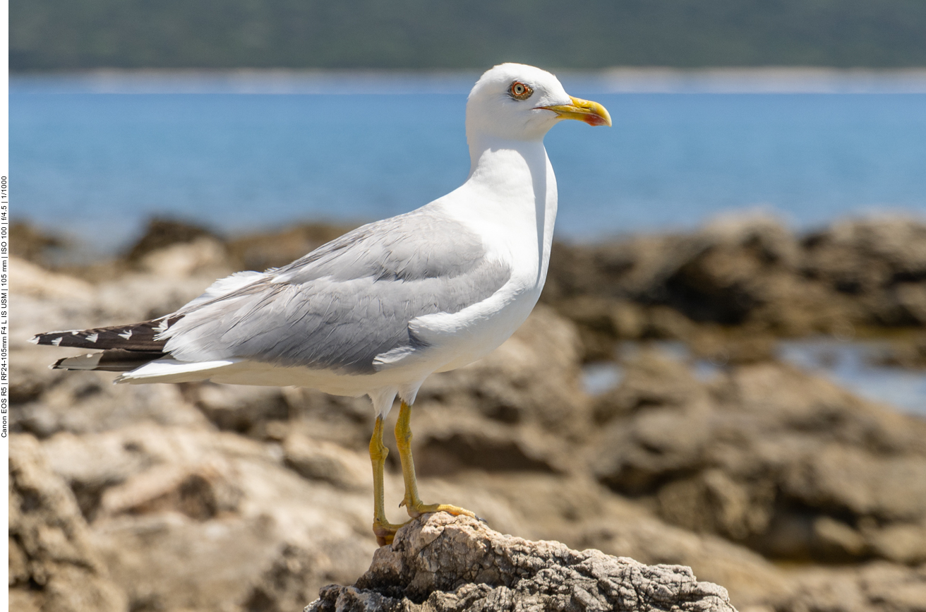 Mittelmeerm&ouml;we [Larus michahellis]