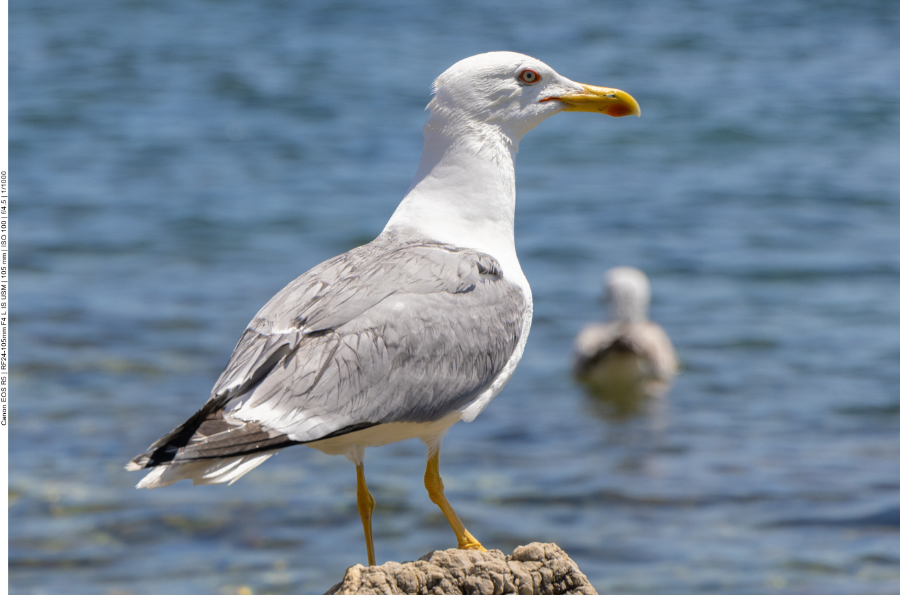 Mittelmeerm&ouml;we [Larus michahellis]