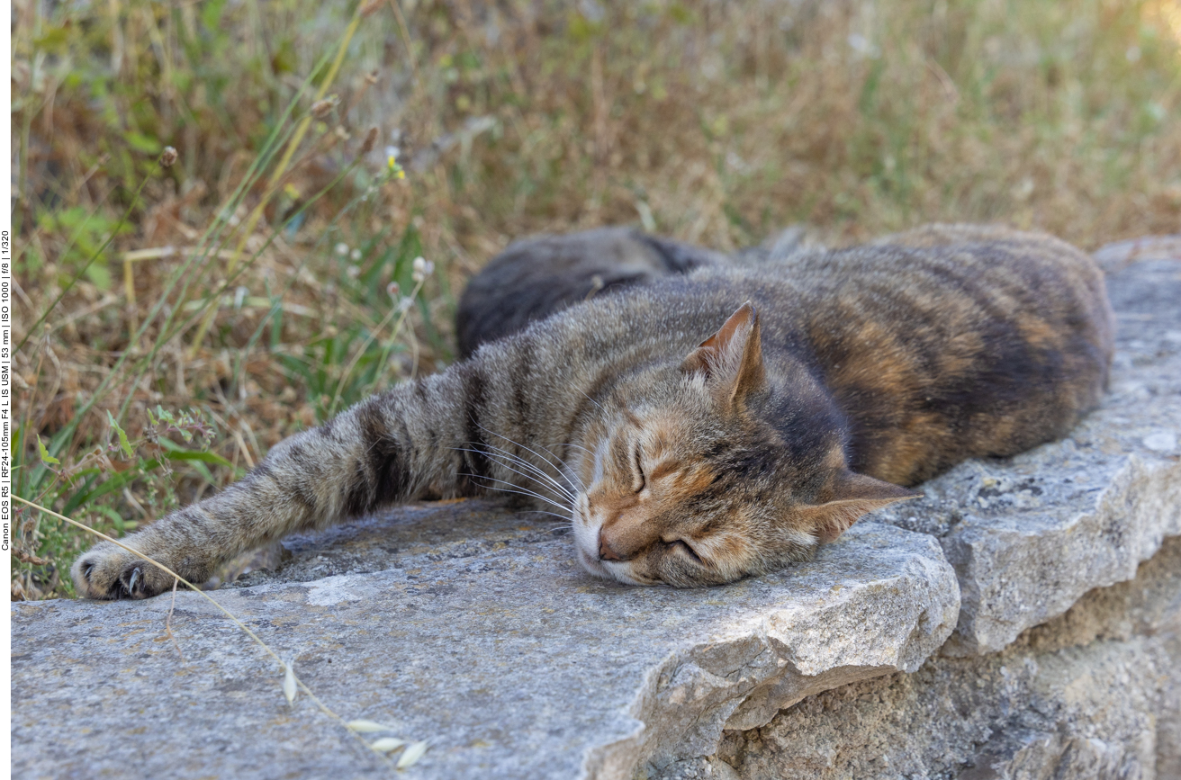 D&ouml;sende Katzen ...