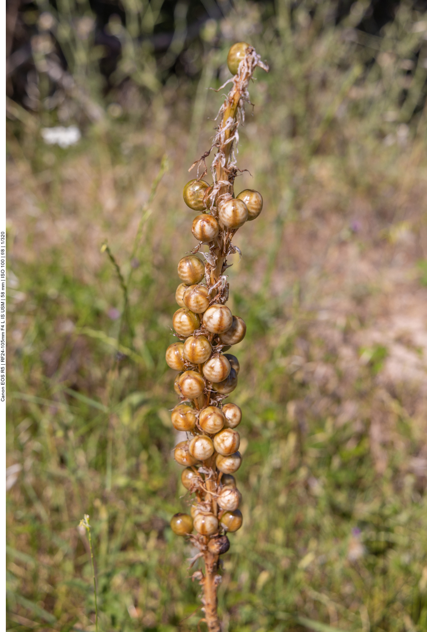 Kirschen-Affodil [Asphodelos cerasiferus]