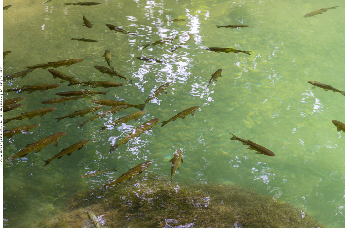 Zahlreiche Fische leben in diesen Gewässern
