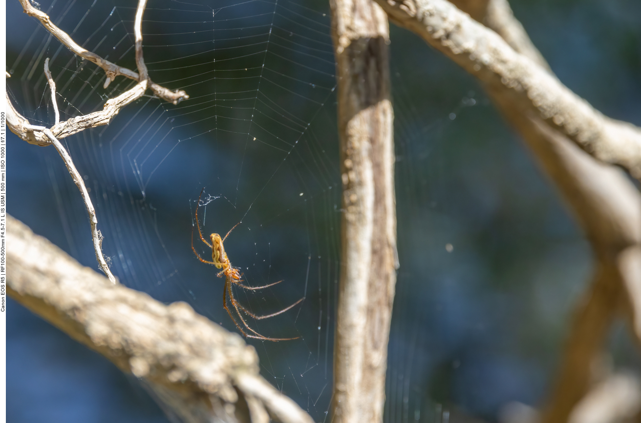 Spinne in ihrem Netz