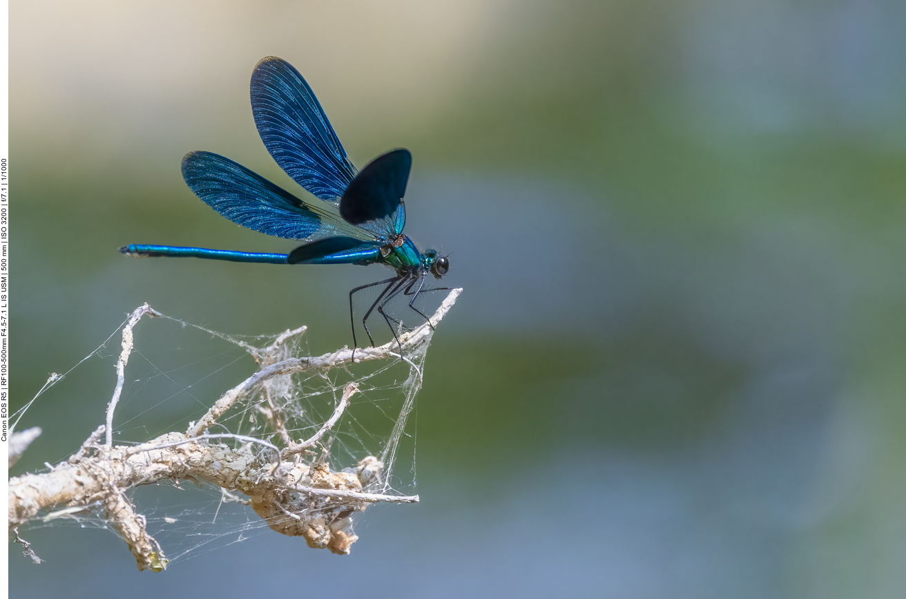 Blauflügel Prachtlibelle