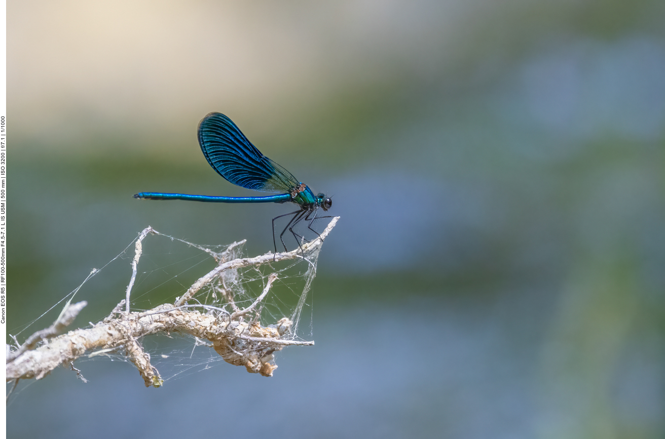 Blaufl&uuml;gel Prachtlibelle