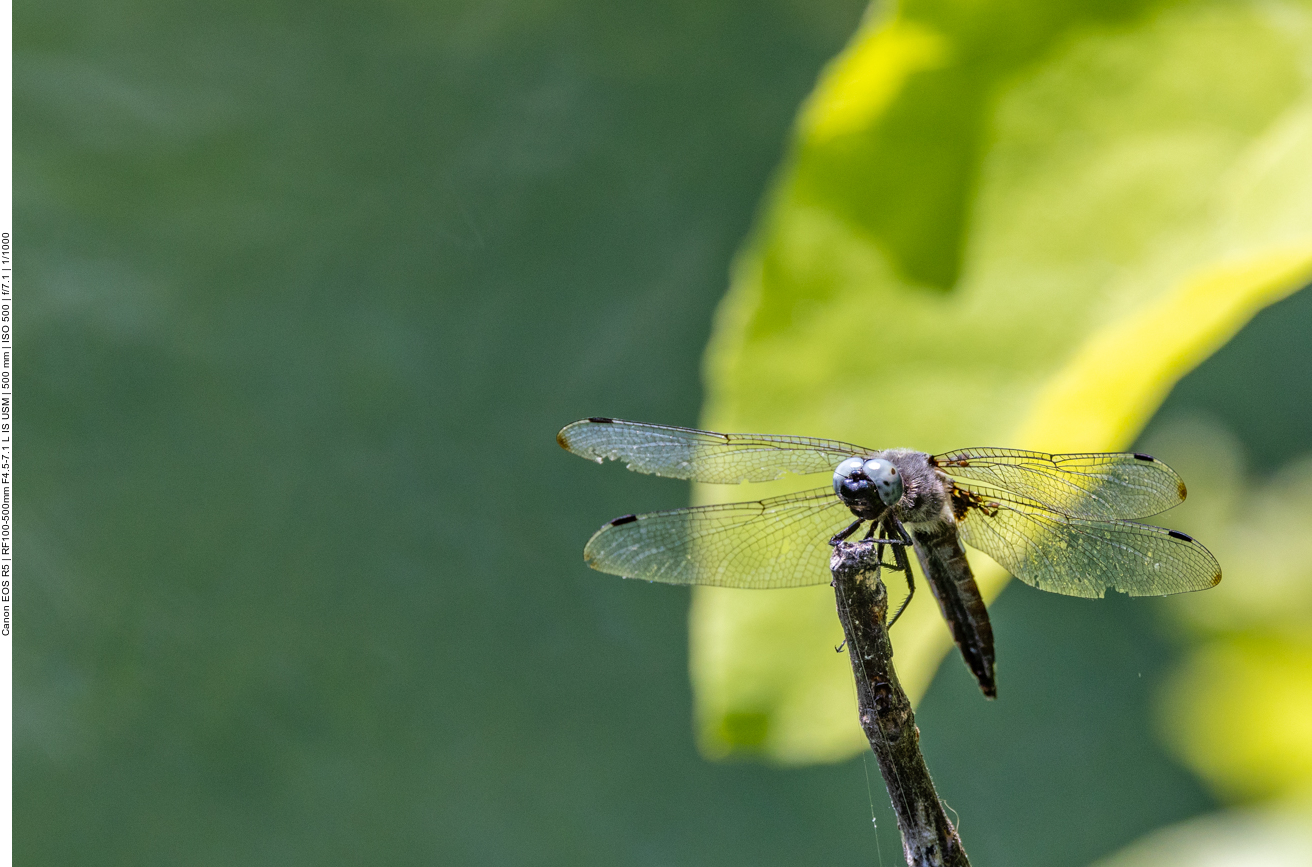 Mir unbekannte Libelle