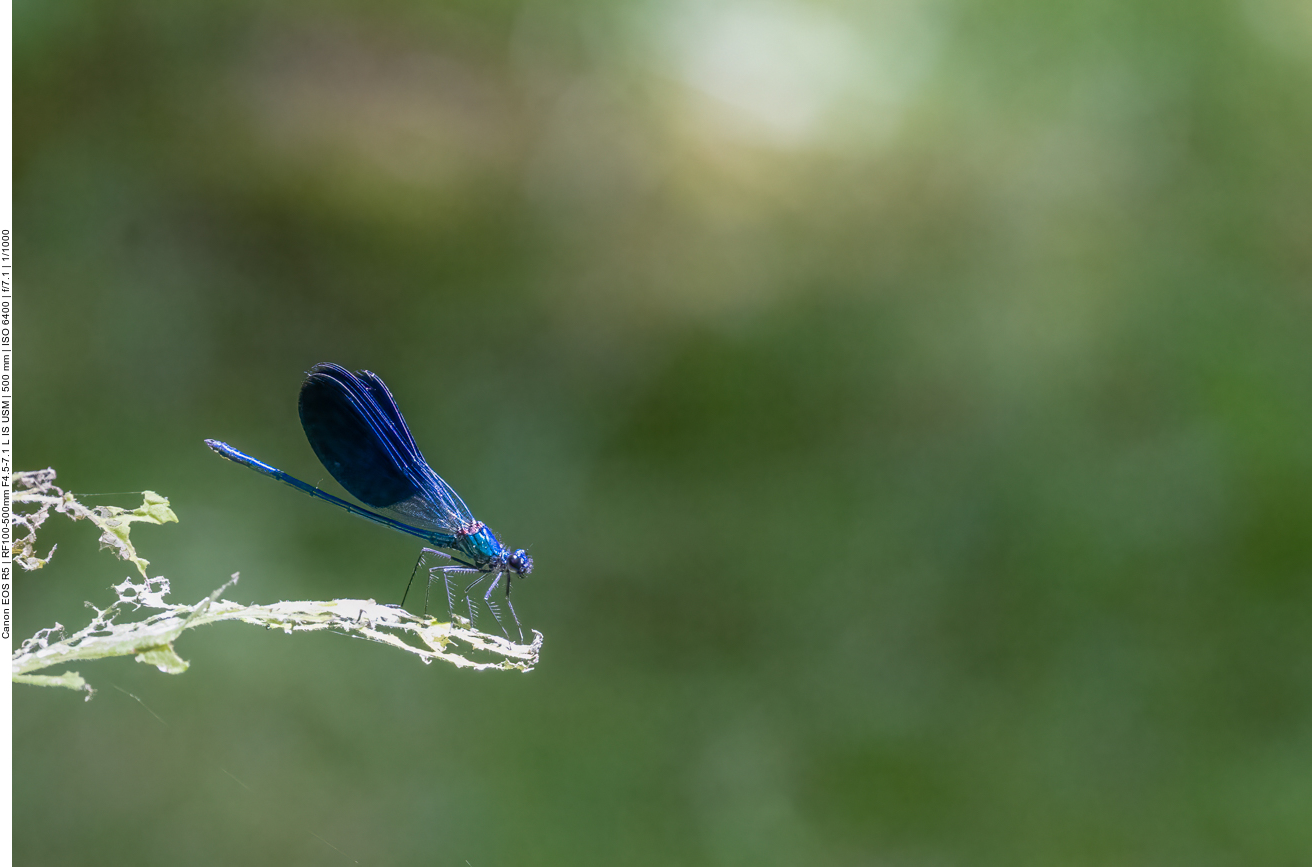 Blaufl&uuml;gel Prachtlibelle