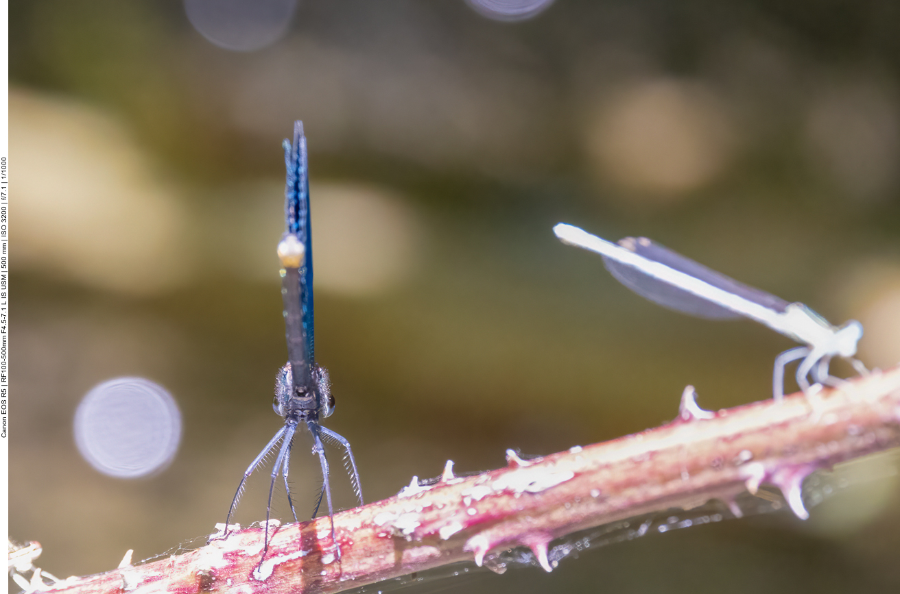 Blaufl&uuml;gel Prachtlibelle