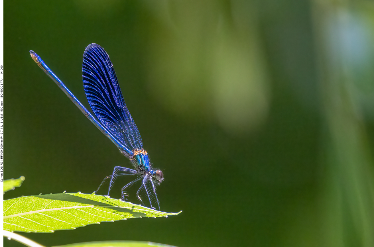 Blaufl&uuml;gel Prachtlibelle