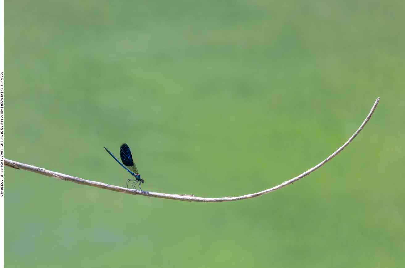 Blaufl&uuml;gel Prachtlibelle