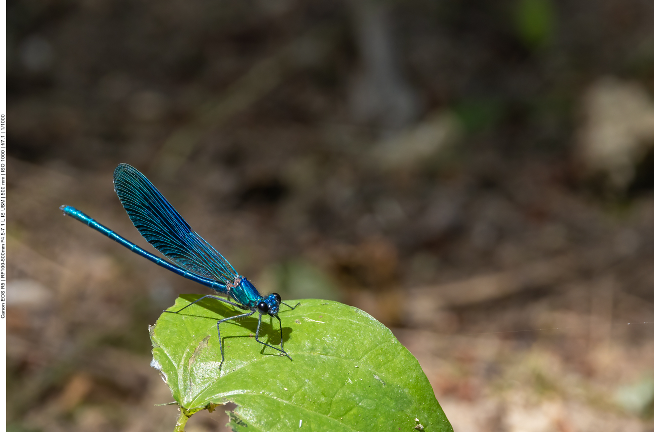 Blaufl&uuml;gel Prachtlibelle
