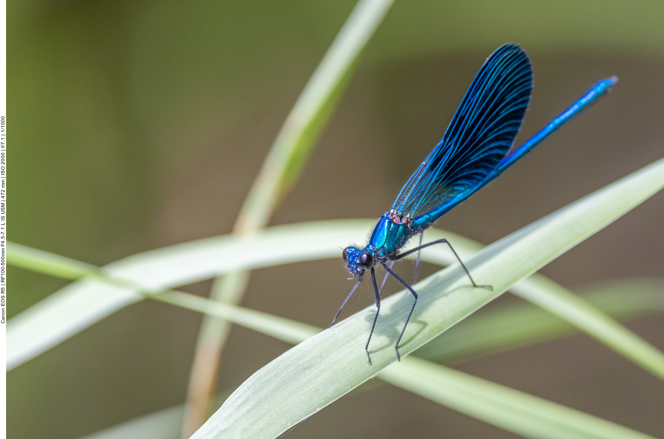 Blaufl&uuml;gel Prachtlibelle