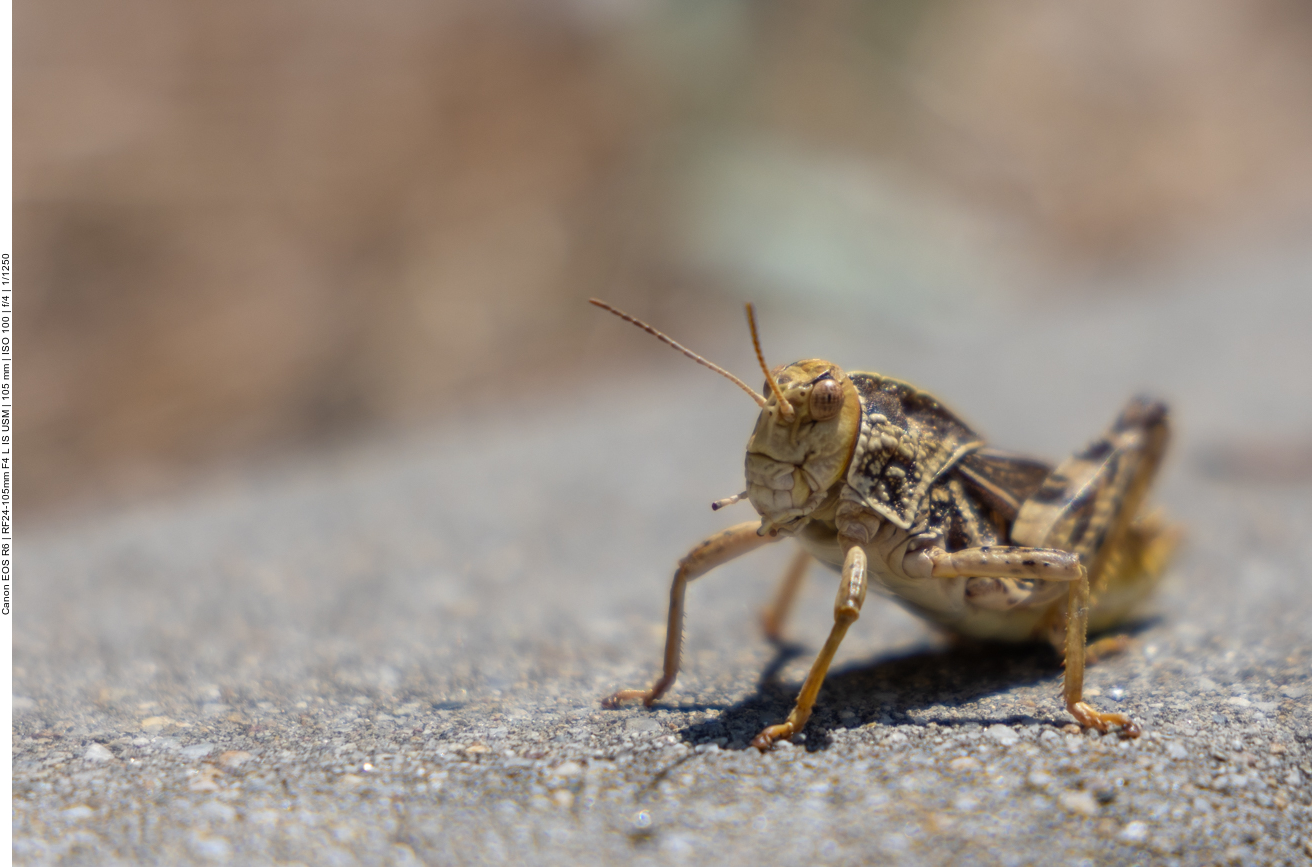 Heuhupfer auf der Straße