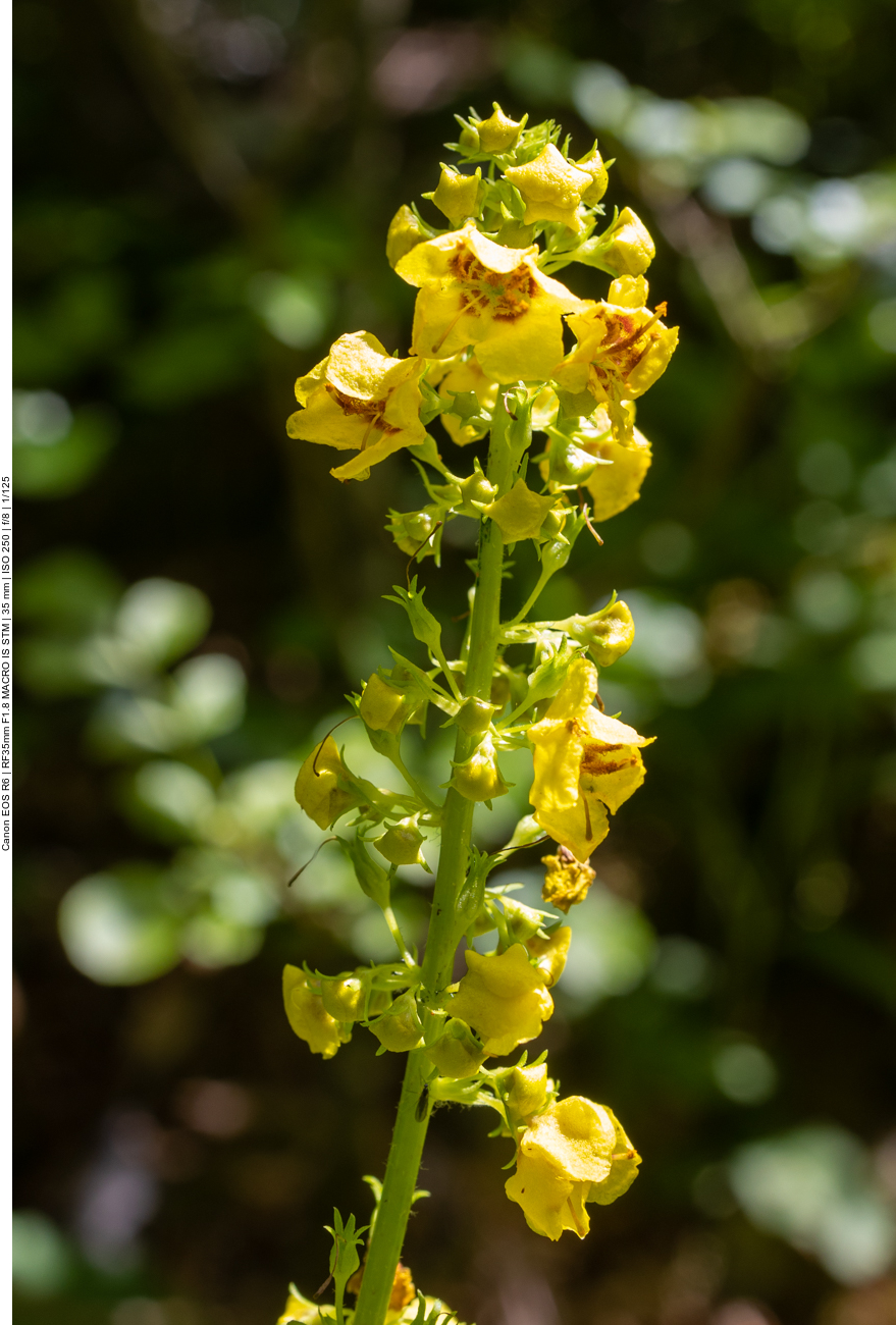 K&ouml;nigskerze [Verbascum glabratum]