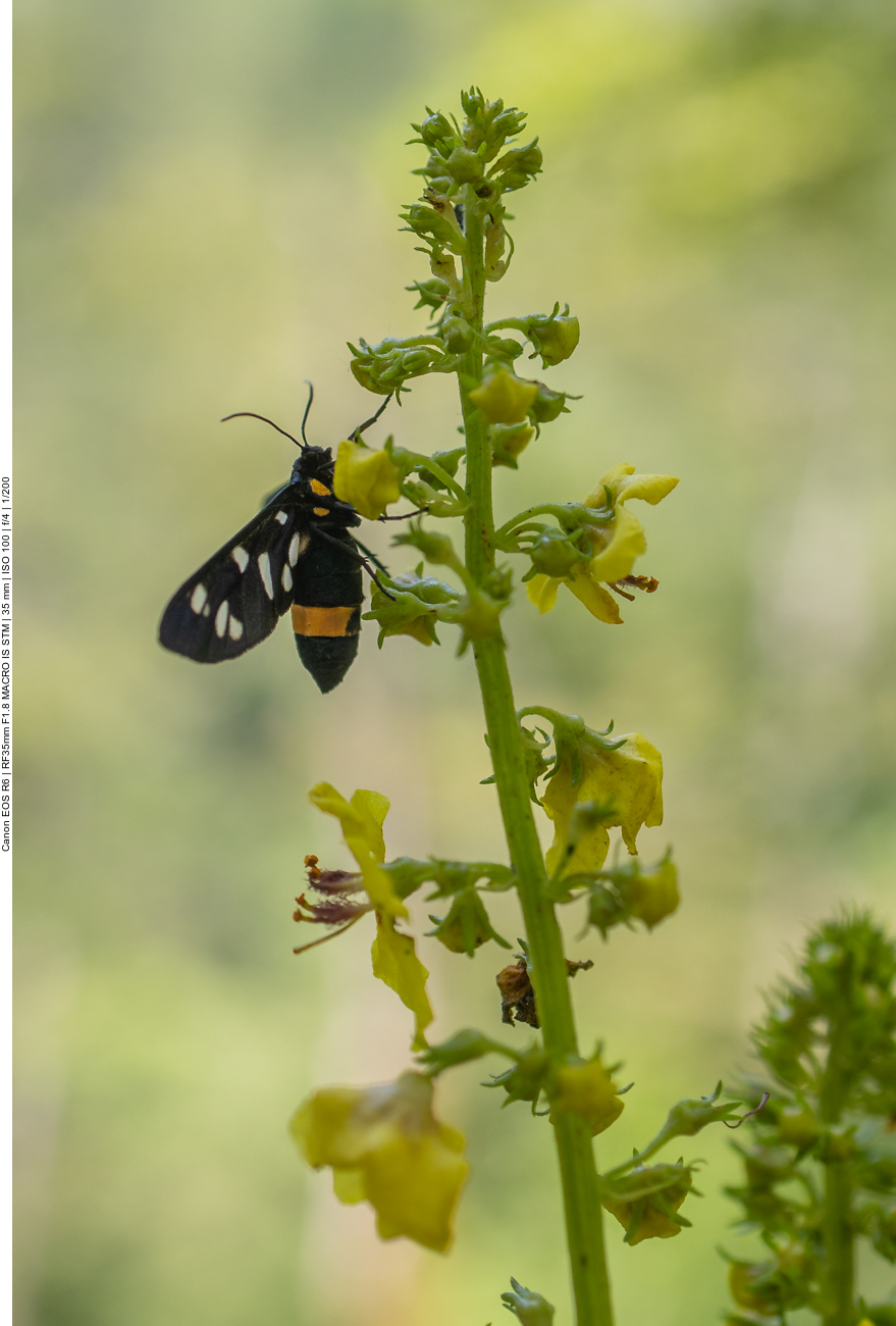Wei&szlig;fleck-Widderchen [Amata phegea]
