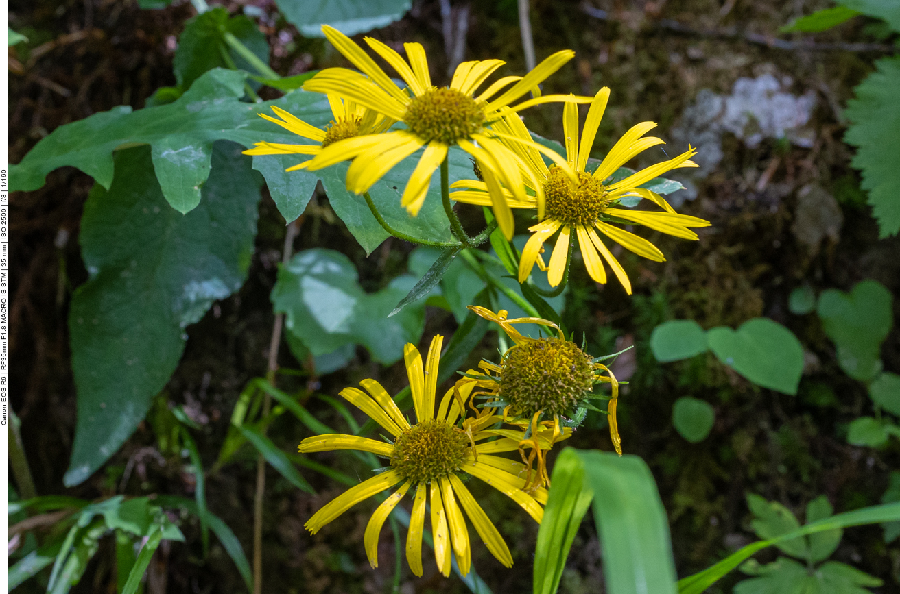 &Ouml;sterreichische G&auml;mswurz [Doronicum austriacum]