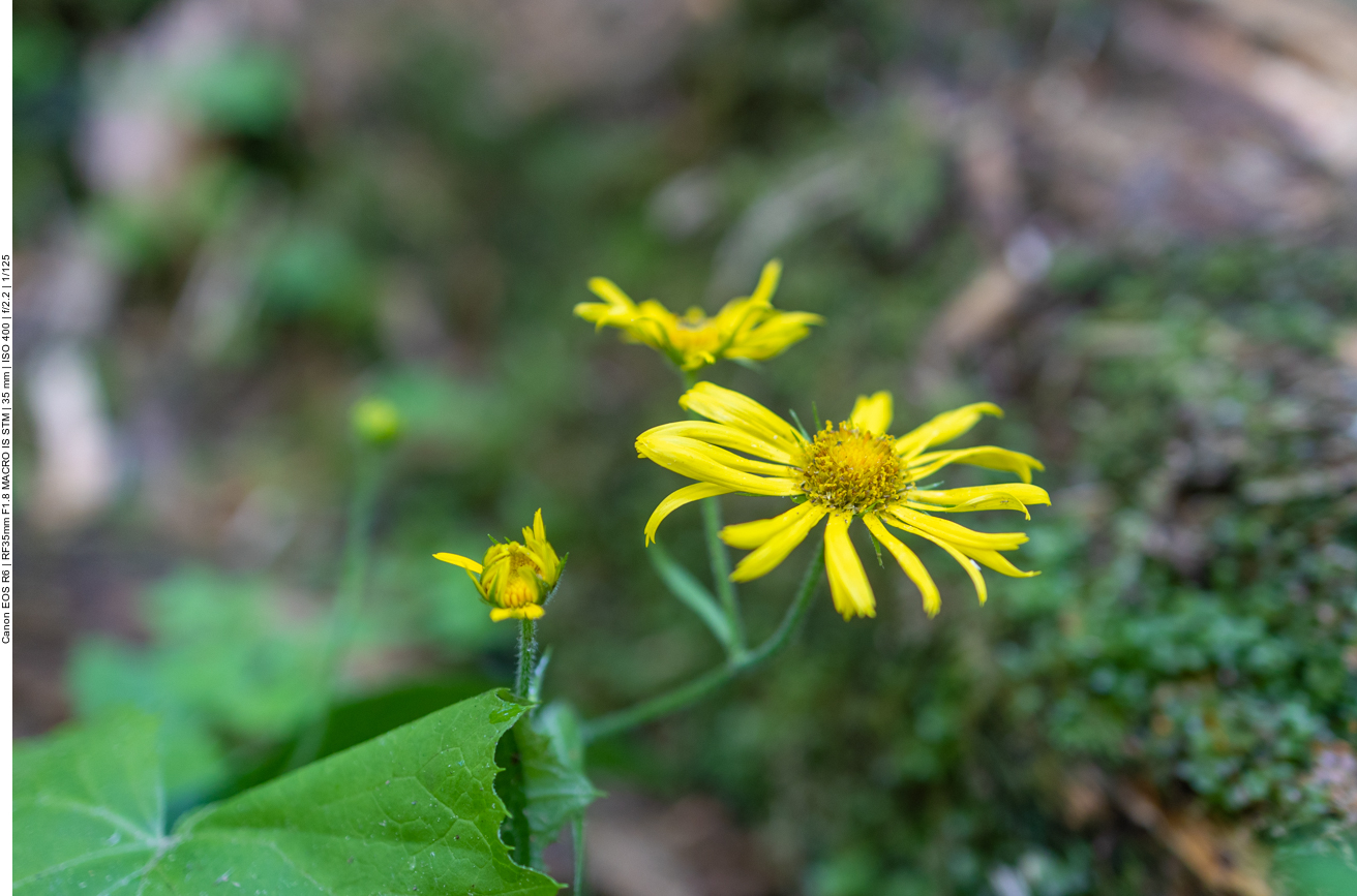&Ouml;sterreichische G&auml;mswurz [Doronicum austriacum]
