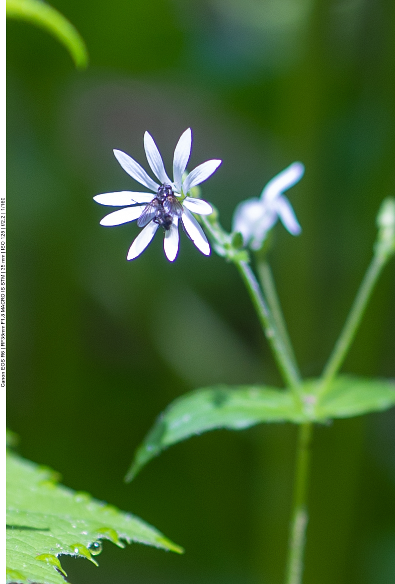 Fliege auf nicht bestimmter Blüte