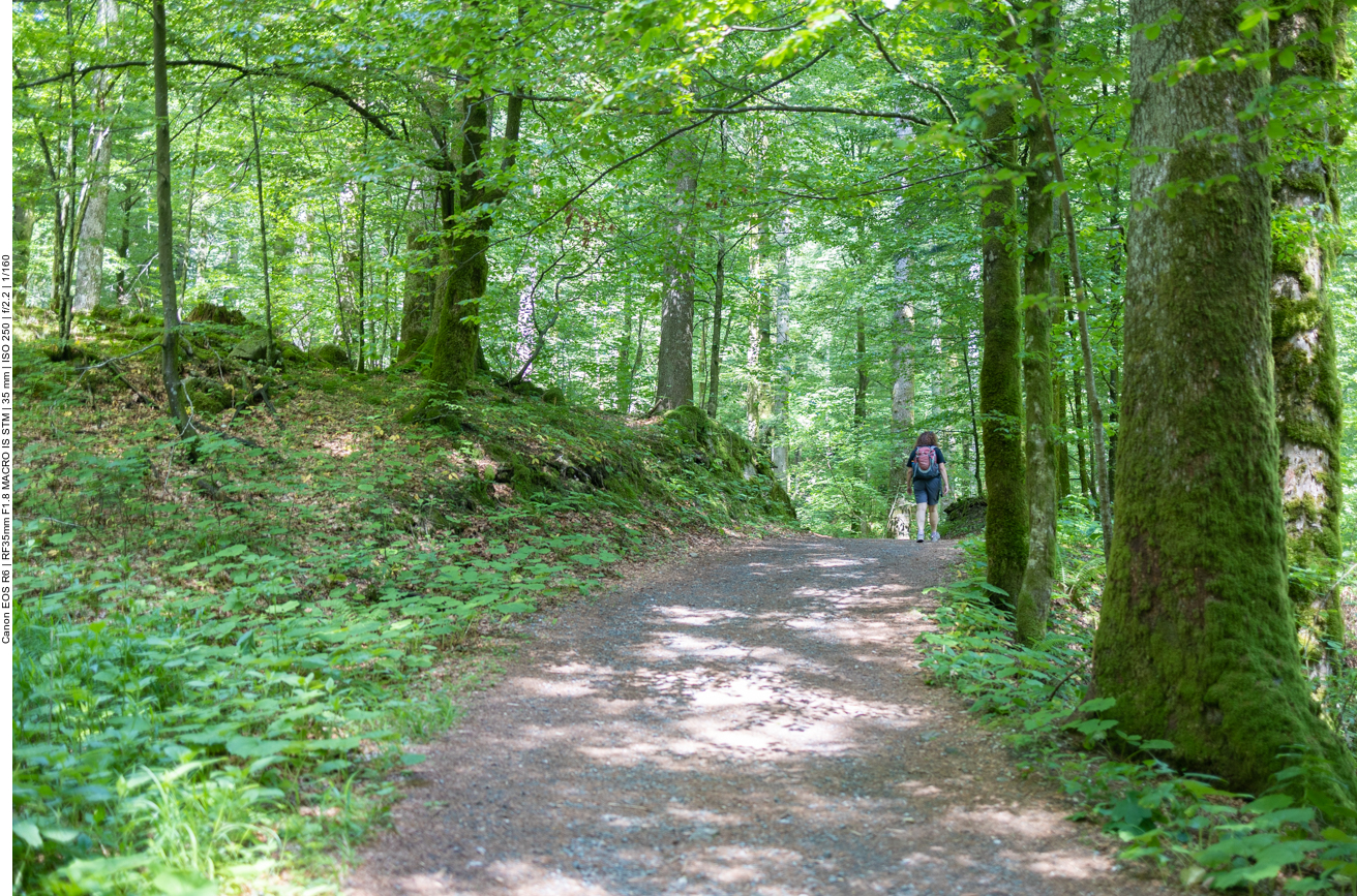 Schattiger Weg, prima bei den hohen Temperaturen