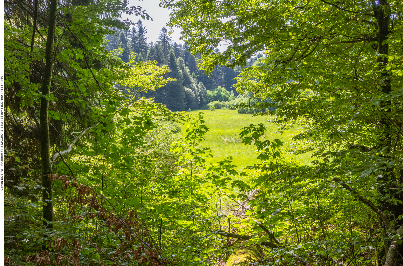Blick durch die Bäume auf eine Wiese