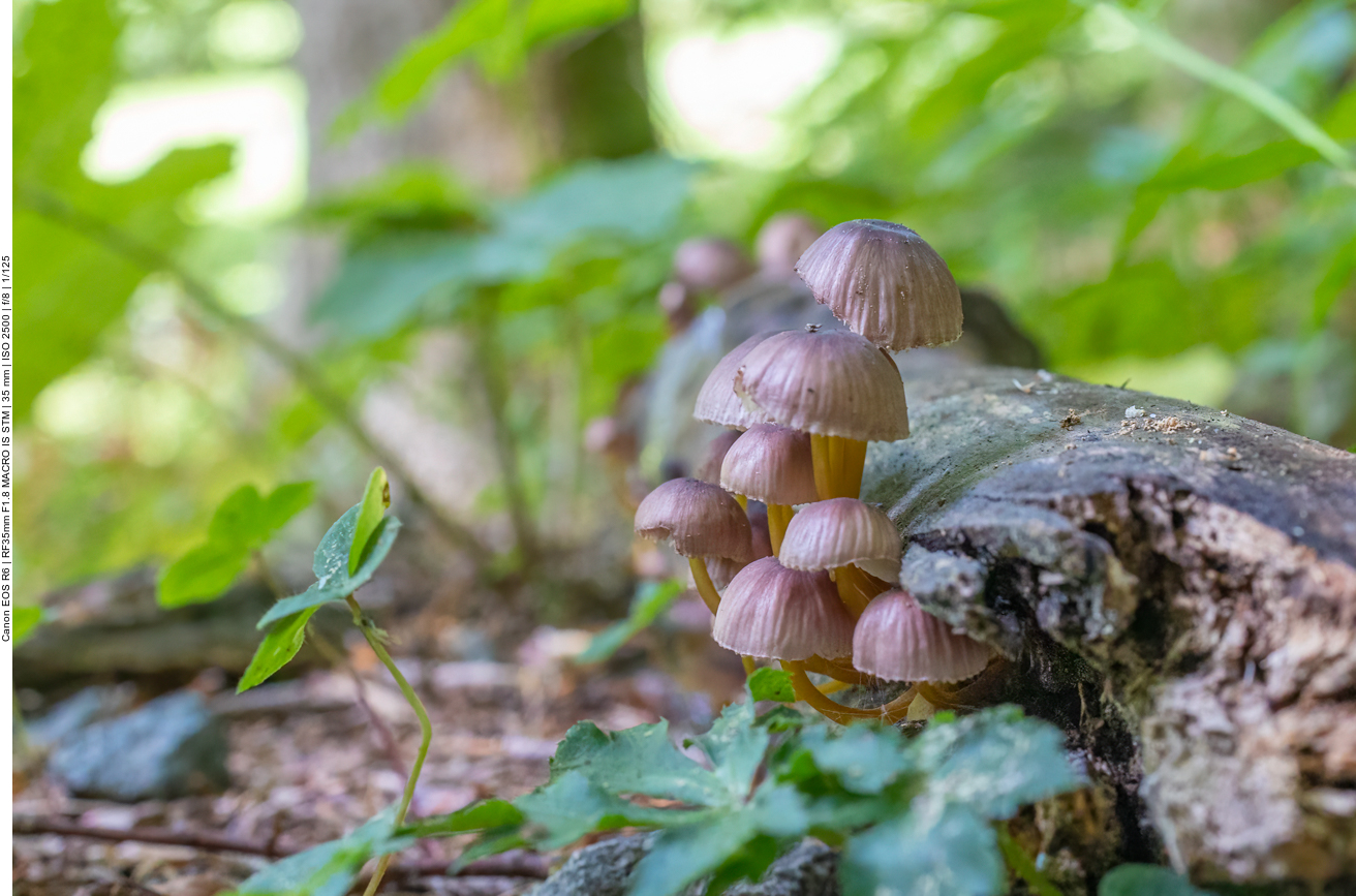 Pilze an Totholz