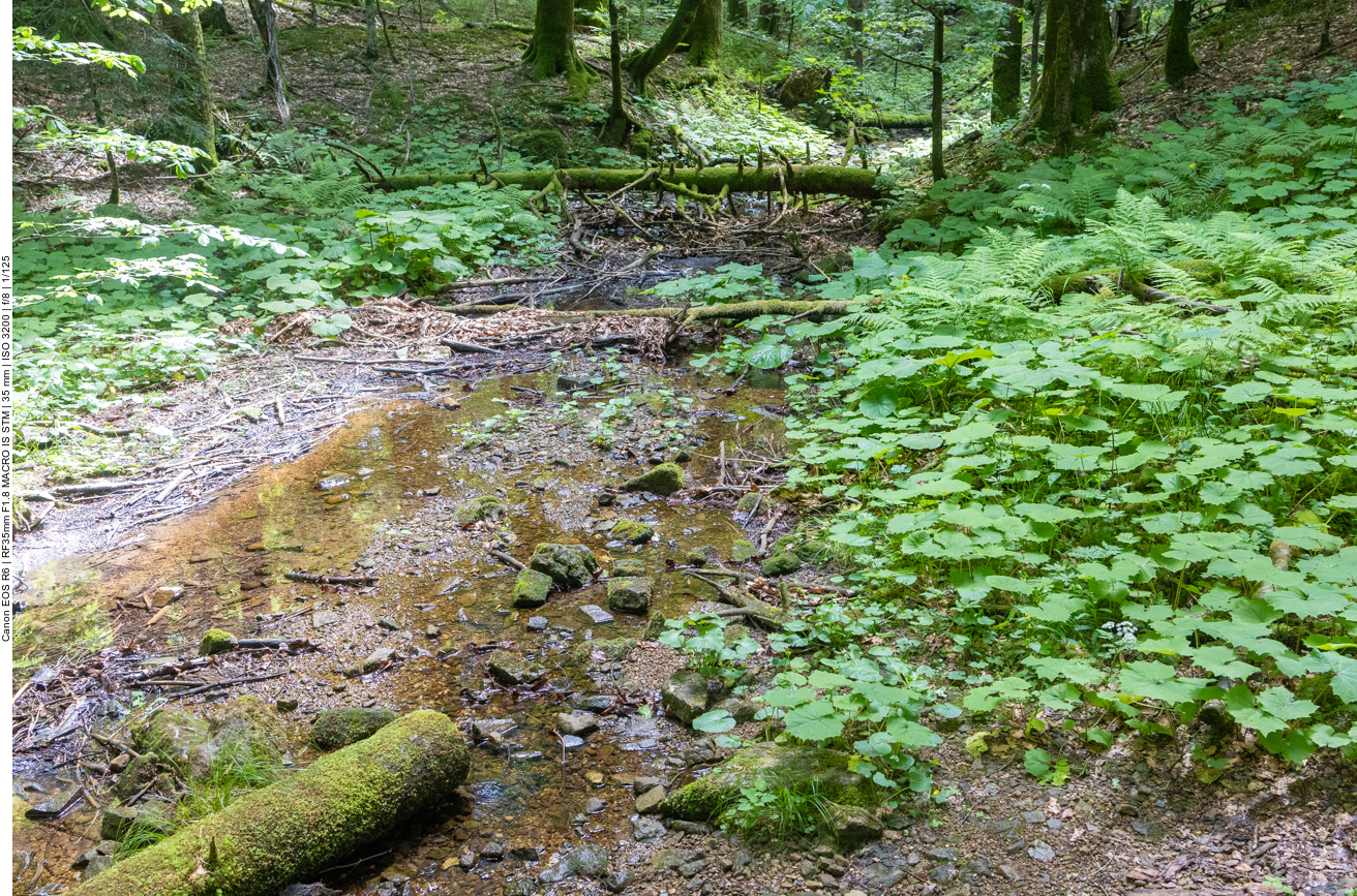 Fast ausgetrockneter Bach