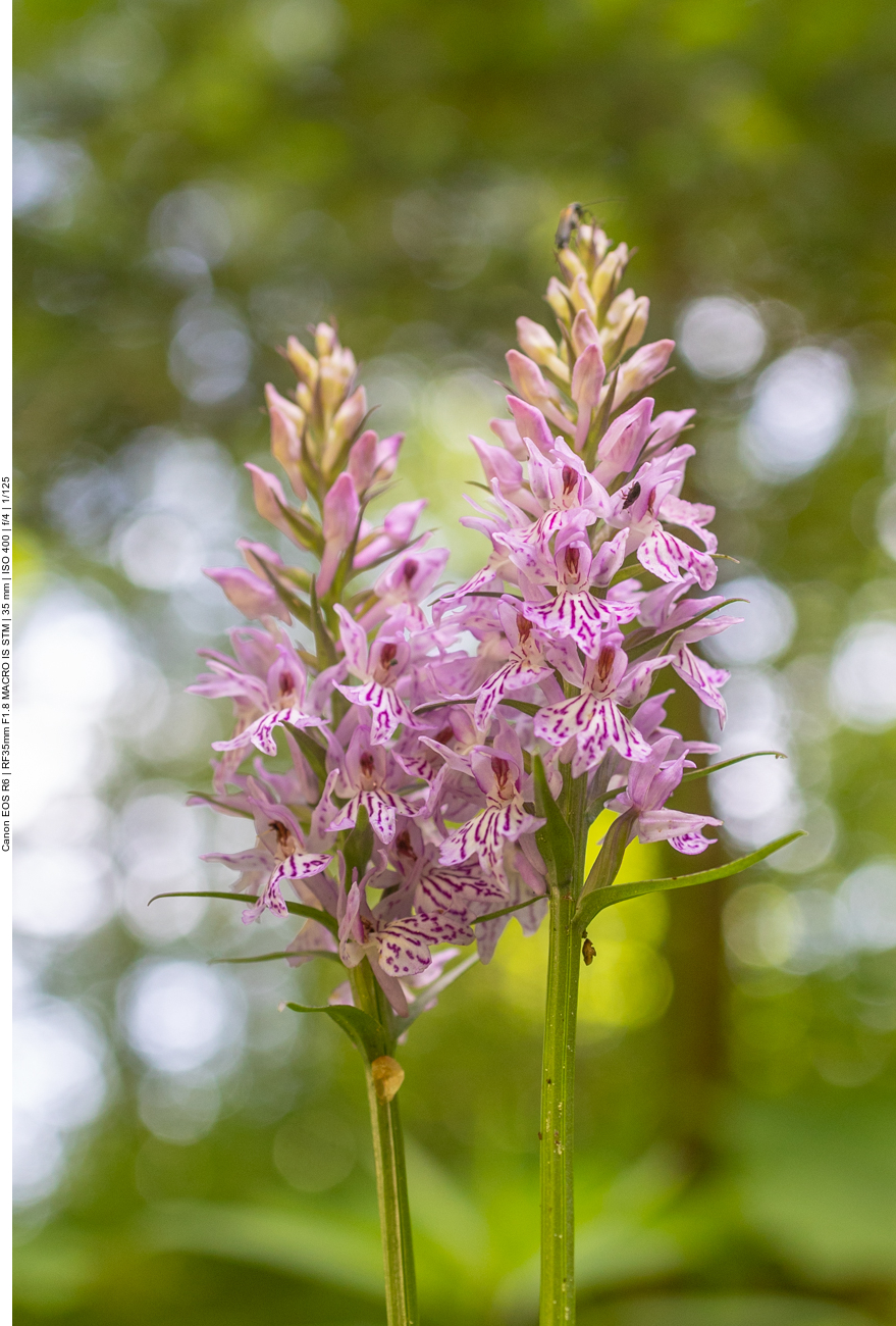 Fuchs&rsquo; Knabenkraut [Dactylorhiza fuchsii] (Orchidee)