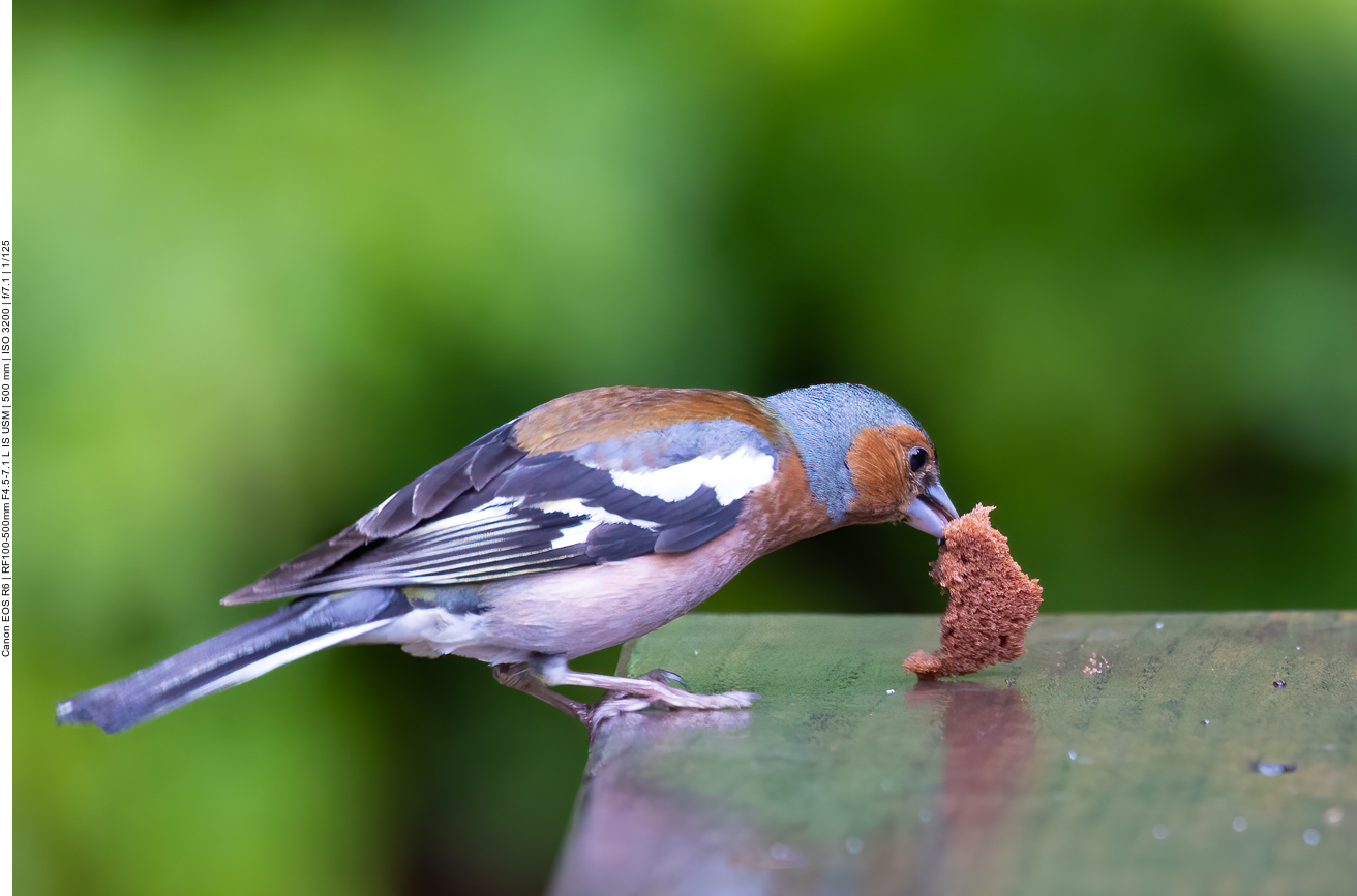 Da hat der Kleine wohl Essensreste entdeckt