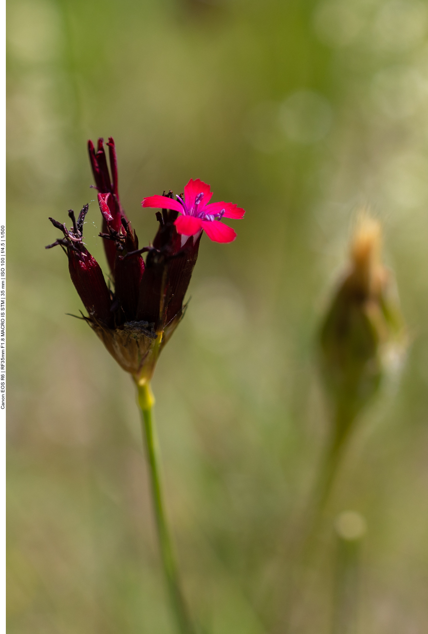 Kart&auml;user Nelke [Dianthus carthusianorum]