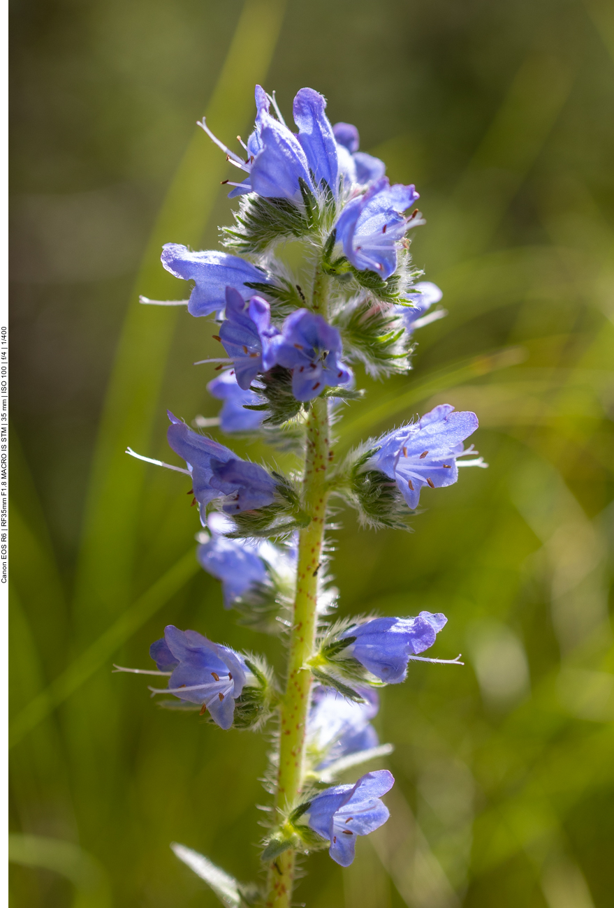 Gew&ouml;hnlicher Natternkopf [Echium vulgare]