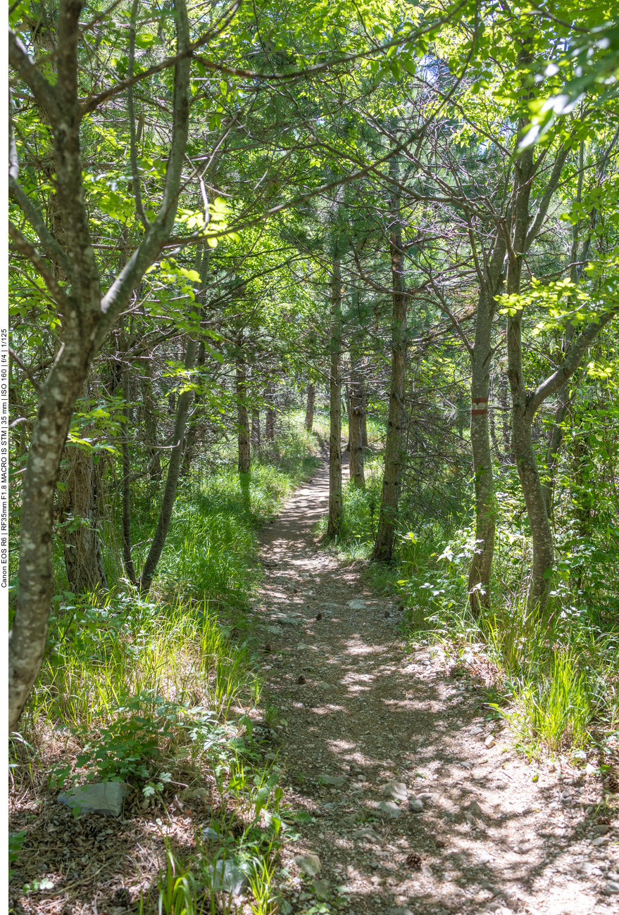 Wir queren ein kleines W&auml;ldchen