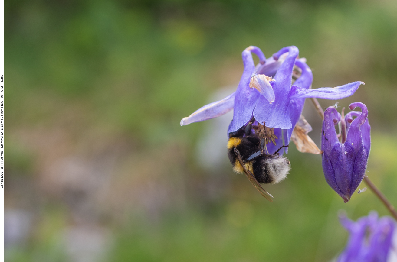 Hummel an Gew&ouml;hnlicher Akelei [Aquilegia vulgaris]